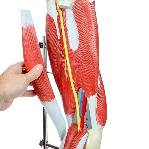Leg Model with 12 Removable Leg Muscles J6638