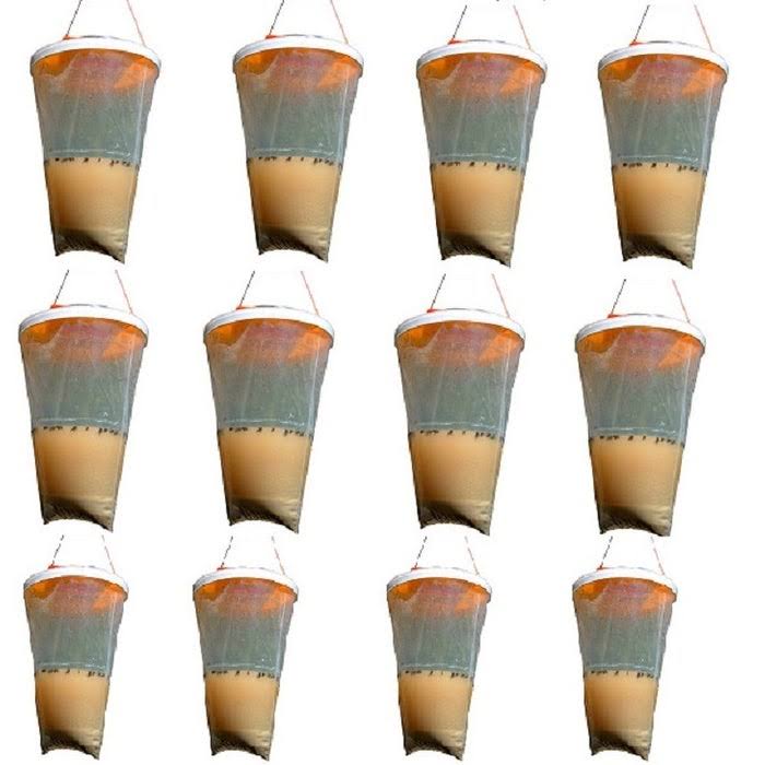 Non Toxic Fly Trap (12-Pack) I938
