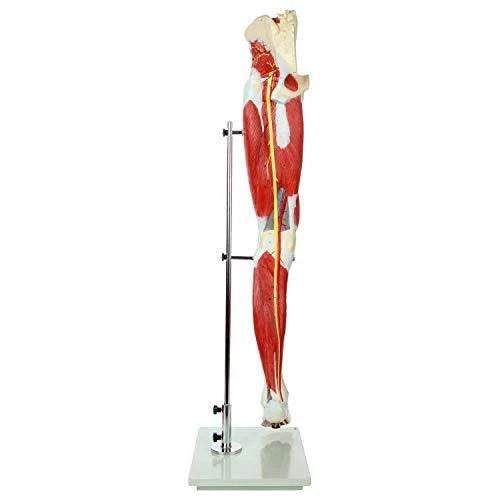 Leg Model with 12 Removable Leg Muscles J6638