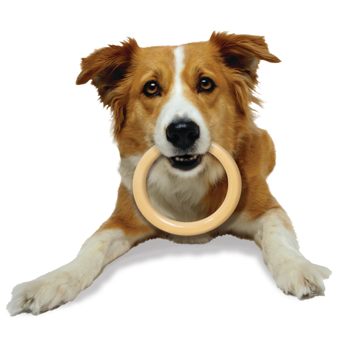 Large/Giant Ring Power Chew Dog Toy C23651