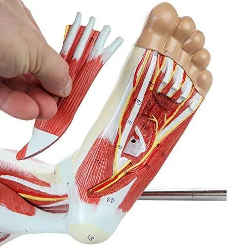 Leg Model with 12 Removable Leg Muscles J6638