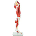 Leg Model with 12 Removable Leg Muscles J6638