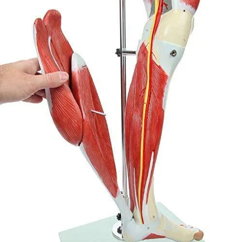 Leg Model with 12 Removable Leg Muscles J6638