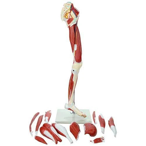 Leg Model with 12 Removable Leg Muscles J6638