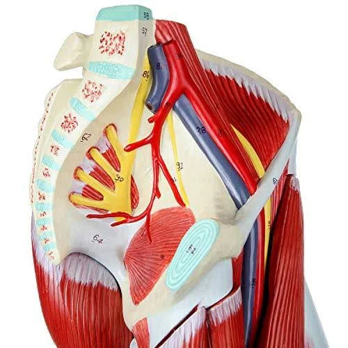 Leg Model with 12 Removable Leg Muscles J6638