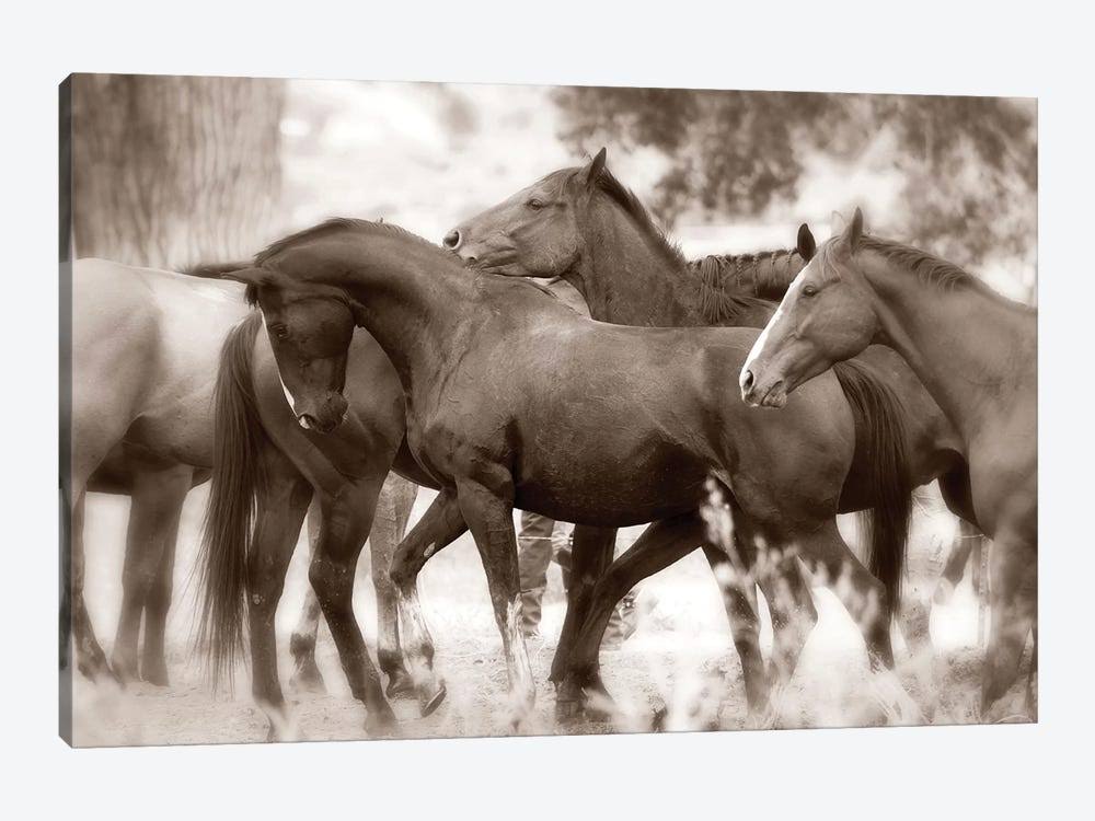 Horses Canvas Art Print S500071
