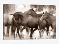 Horses Canvas Art Print S500071